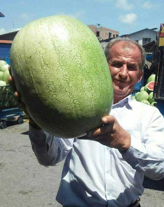 سنگین ترین هندوانه دنیا