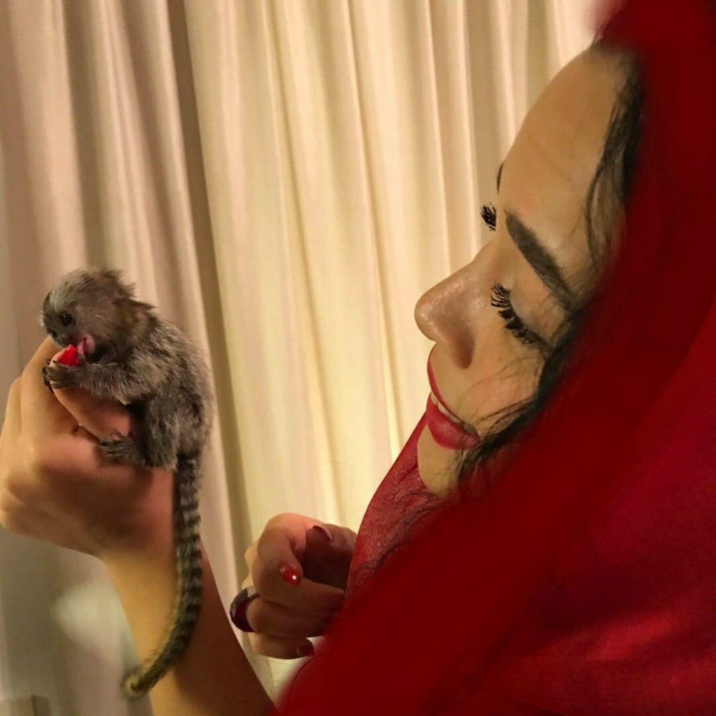 حیوان خانگی کوچک در دستان ملیکا شریفی نیا