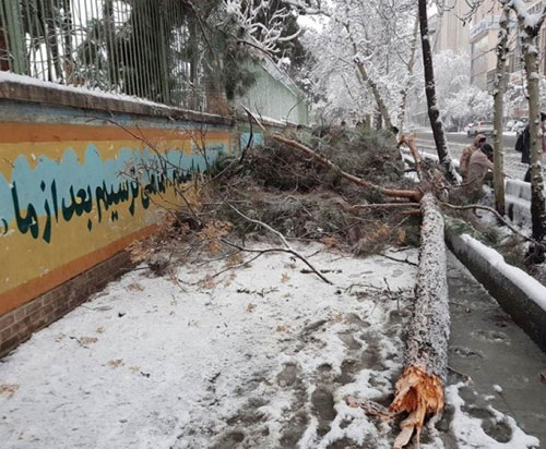 عکس درختان شکسته در برف,عکس درختان شکسته تهران بخاطر برف,درختان شکسته در برف