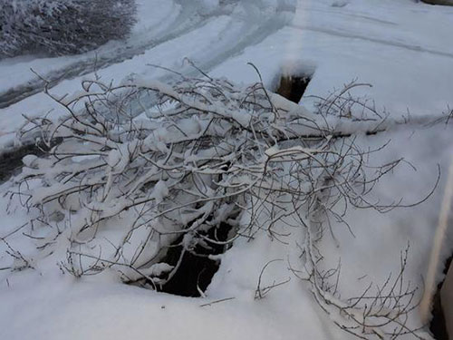 عکس درختان شکسته در برف,عکس درختان شکسته تهران بخاطر برف,درختان شکسته در برف