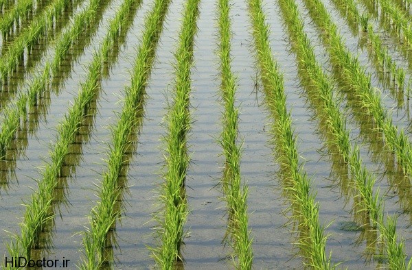 Rice Paddy