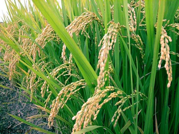 rice-crop-sindh