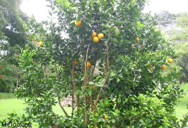 nice-grapefruit-tree