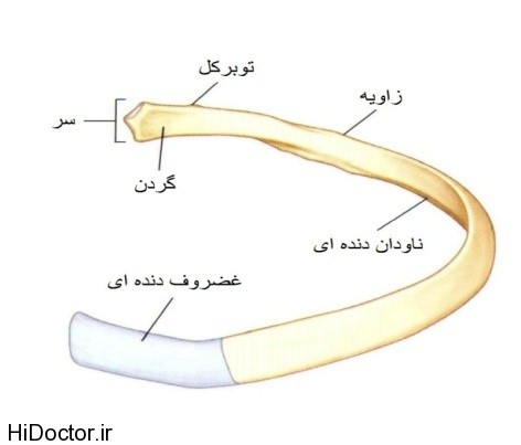 ghesmathaye-tashkil-dahande-dande