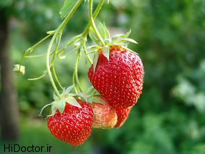 strawberry