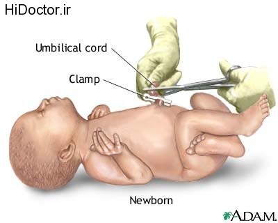 The-umbilical-cords-stem-cells