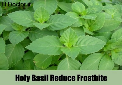 Holy-Basil-Reduce-Frostbite
