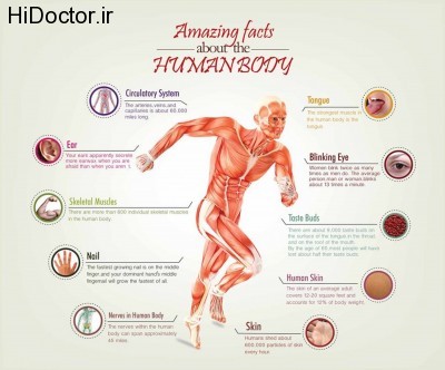 amazing-facts-about-the-human-body_535a0ad0e6eaf_w1500