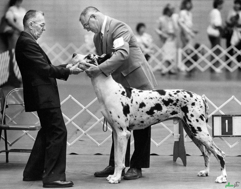 greatdane1