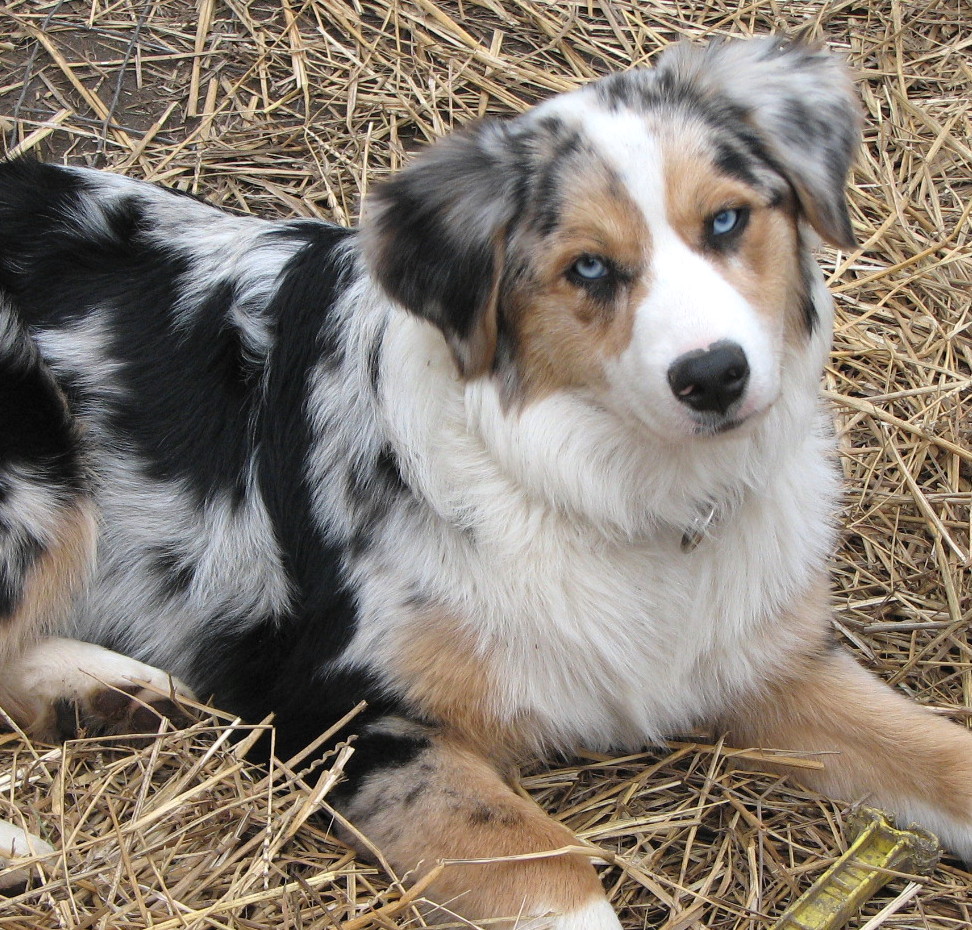 blue-merle