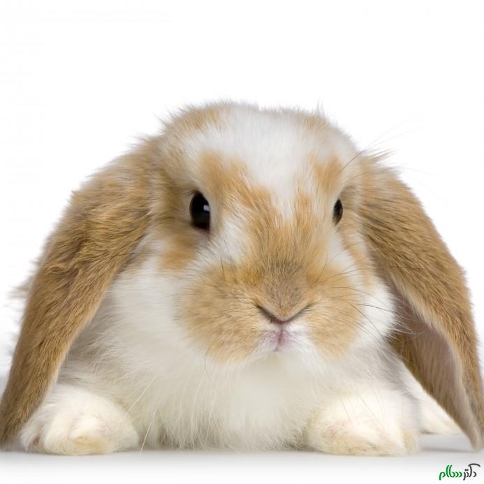 bunnie-rabbit