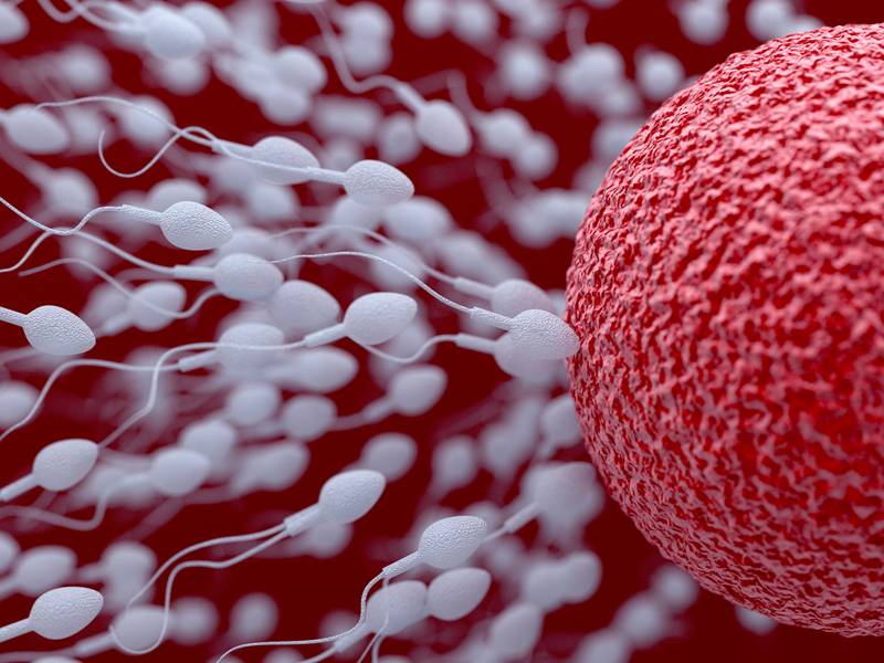  خطر کاهش تعداد اسپرم در مردان موضوع جدی ای است که می تواند سبب منقرض شدن...