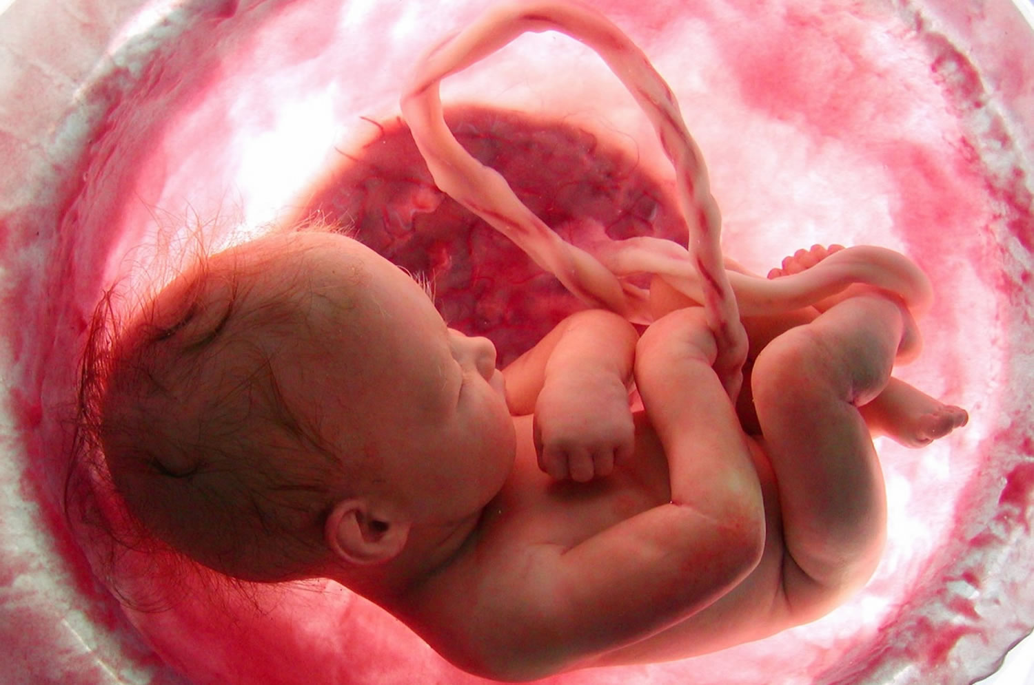 در جدیدترین تحقیقاتی که توسط محققان در خصوص دوران جنینی صورت گرفته است،...