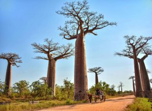 عکس های زیباترین و جالب ترین درخت های جهان