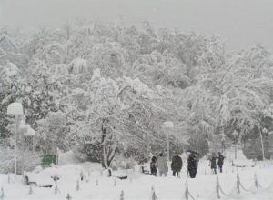 آمار کشته شدگان در برف