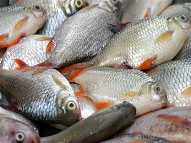 لیست قیمت انواع ماهی,قیمت ماهی تیر 97,جدول قیمت انواع ماهی 97