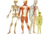 آناتومی انسان - مجله پزشکی دکتر سلام