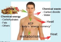میزان انرژی که انسان  مصرف میکند چقدر است؟
