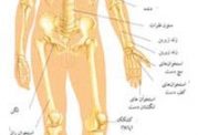 آناتومی اسکلتی بدن را بهتر بشناسیم