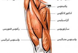 تعریف عضلات آگونیست (موافق) Agonist