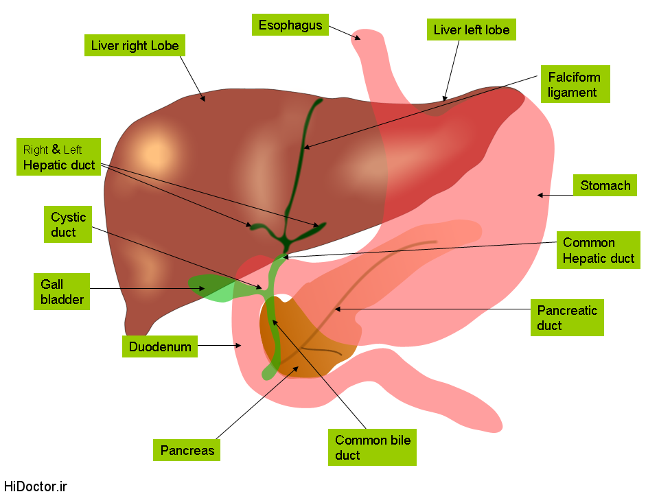 Anatomy of liver and gall bladder عرقی جات نجات دهنده کبد