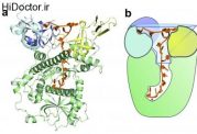 چگونه آنزیمها  پیام های سلولی را می شناسند
