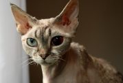 از بیماری توکسوپلاسموز در گربه سانان چه میدانید؟!