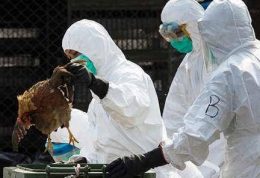 شیوع آنفلوآنزای پرندگان در روسیه