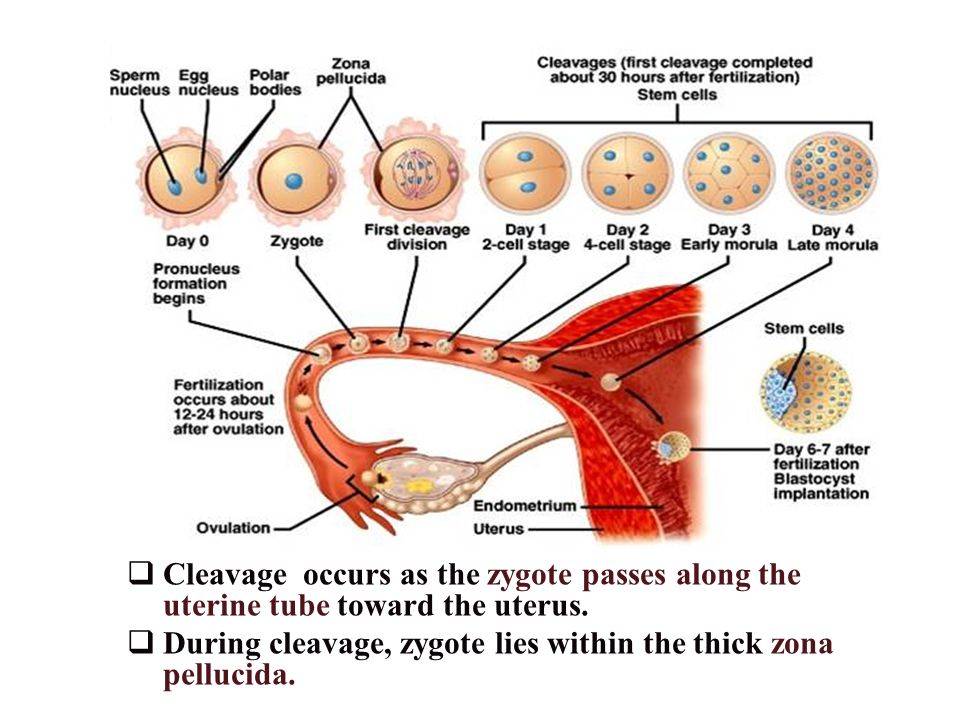 cleavage-occurs-as-the-zygote-passes-along-the-uterine-tube-toward-the