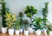از نگهداری این گیاهان در خانه خودداری کنید!